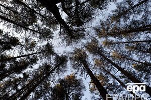 Облгосадминистрация Киева незаконно сменила назначение лесов