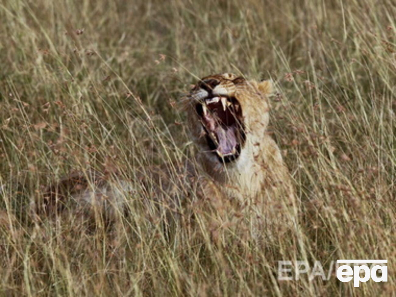 Численность диких животных сокращается, прежде всего, из-за деятельности человека