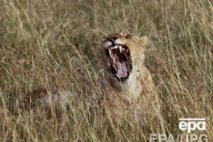 Численность диких животных сокращается, прежде всего, из-за деятельности человека