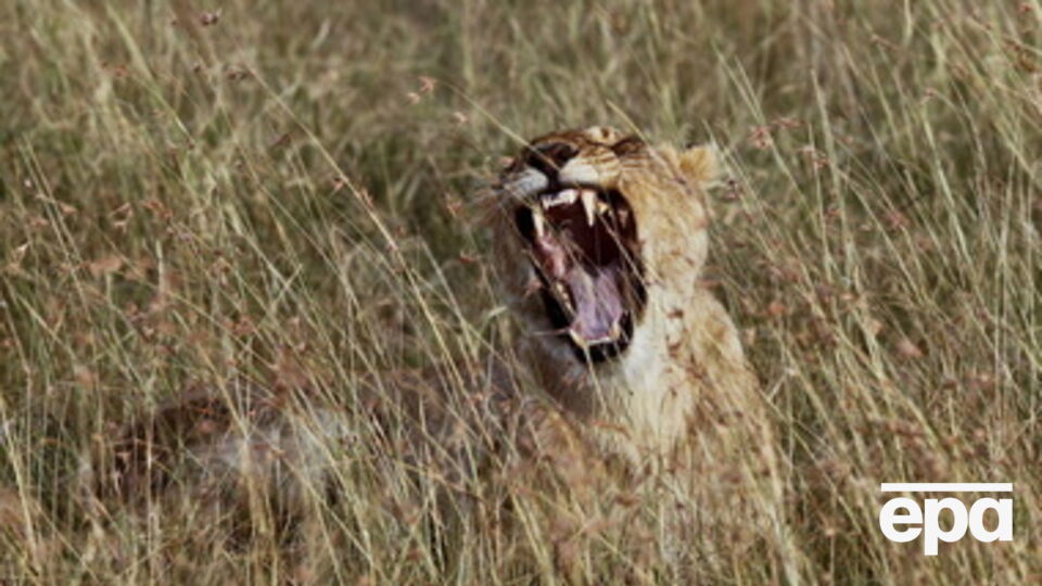 Численность диких животных сокращается, прежде всего, из-за деятельности человека