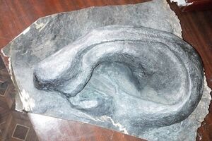 Деньги за ухо пойдут на покупку тепловизора