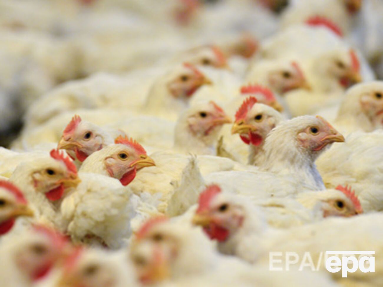 В Крым не пустили 27 тонн украинской курятины