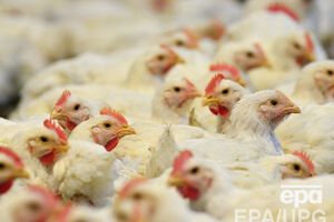 В Крым не пустили 27 тонн украинской курятины