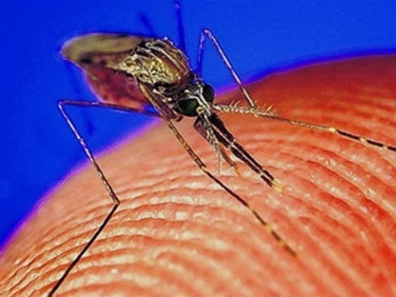 Во Львове выявили больного малярией