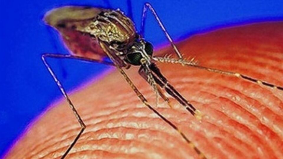 Во Львове выявили больного малярией