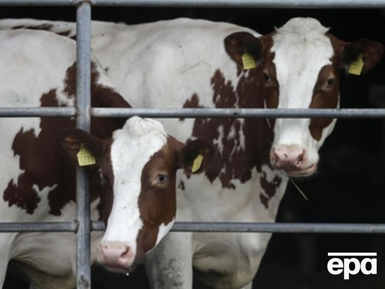 Российский продовольственный отреагировал на санкции РФ