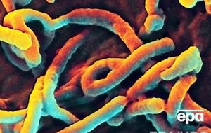 Эбола продолжает бушевать в африканских странах