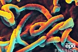 Эбола продолжает бушевать в африканских странах