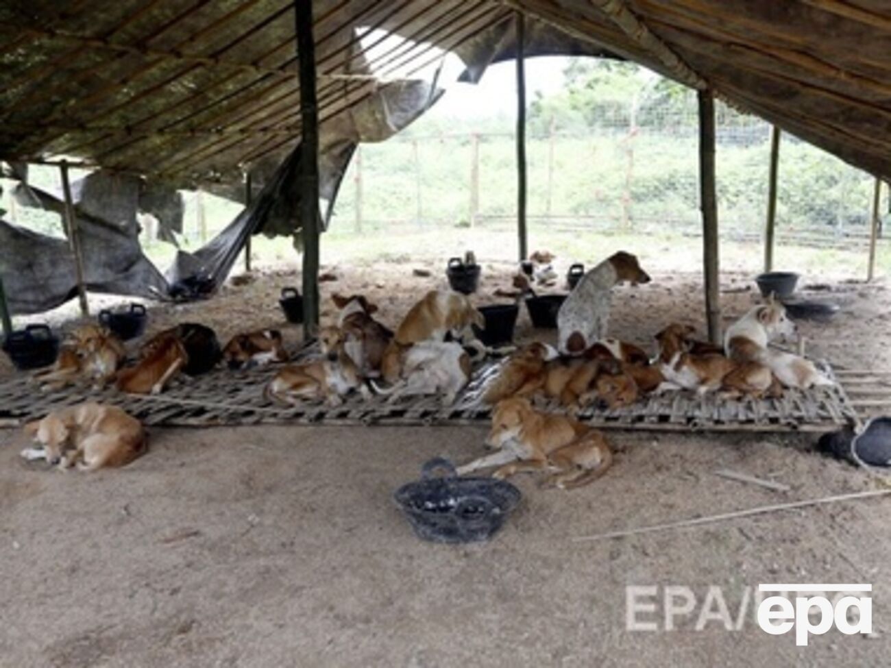 Собаки стали жертвами борьбы с бешенством