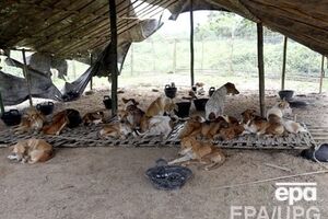 Собаки стали жертвами борьбы с бешенством