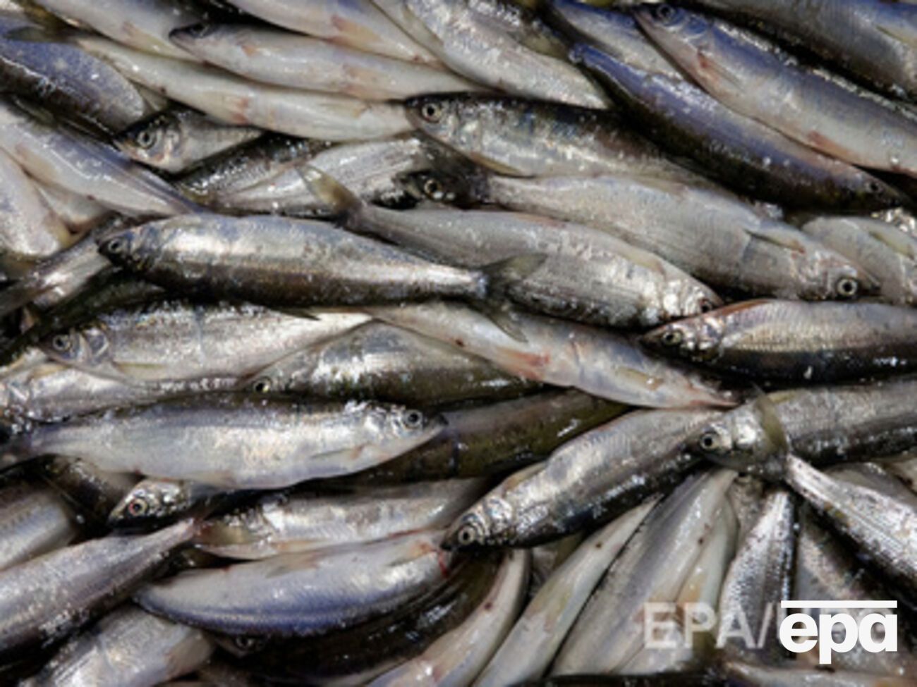 Запрет на экспорт рыбы фактически остановил предприятие