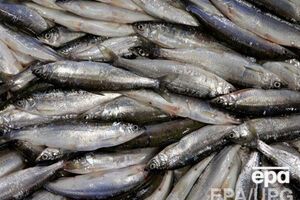 Запрет на экспорт рыбы фактически остановил предприятие