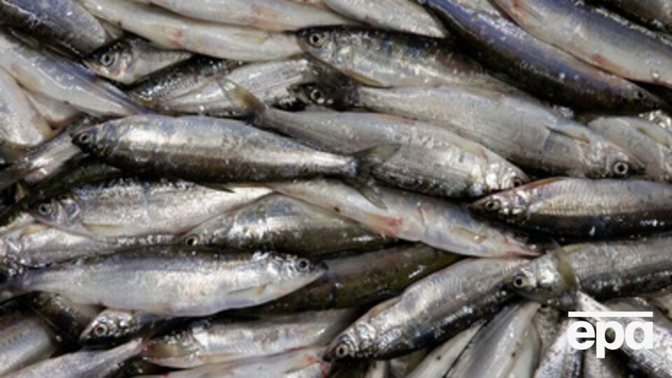 Запрет на экспорт рыбы фактически остановил предприятие