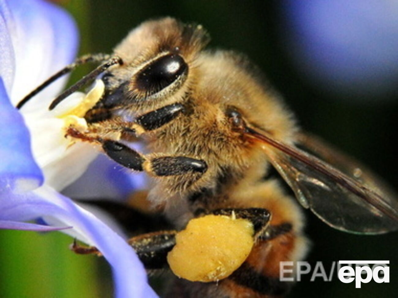 В Крым не пустили ульи с пчелами