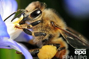 В Крым не пустили ульи с пчелами