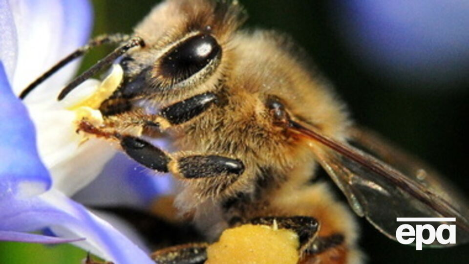 В Крым не пустили ульи с пчелами