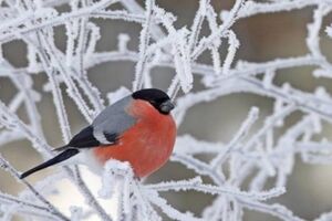 В Украине ожидаются небольшие осадки