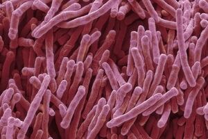 Новый препарат предстоит испытать на людях