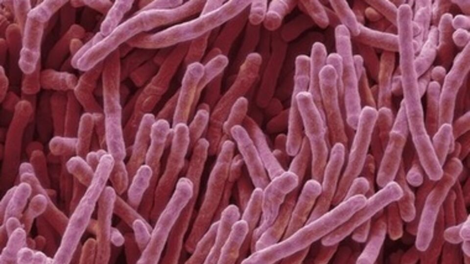 Новый препарат предстоит испытать на людях