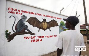 От вируса Эбола скончались более 8,4 тыс. человек