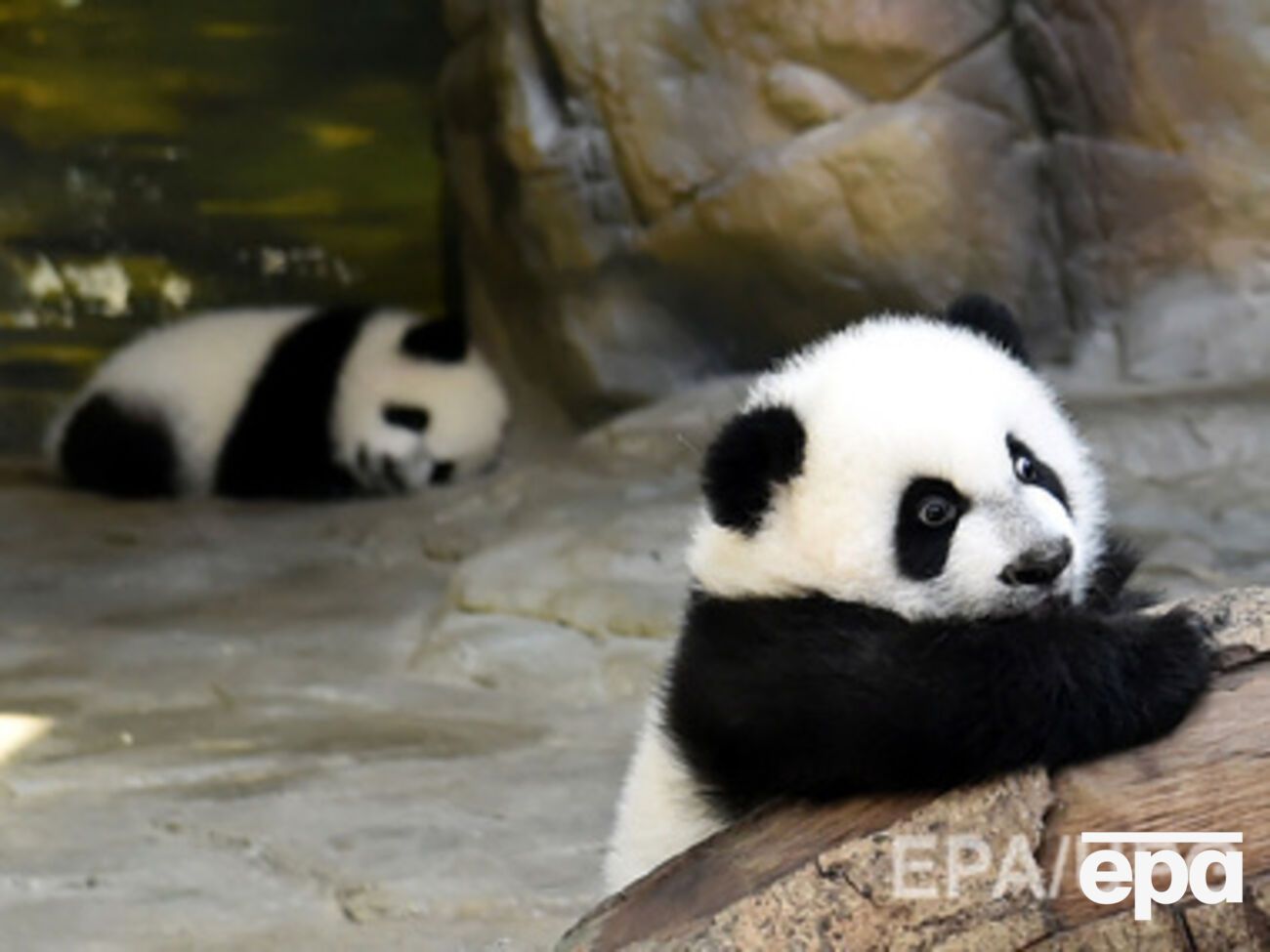 Большая панда является&nbsp;исчезающим видом, характеризующимся постоянно уменьшающимся размером популяции и низким уровнем рождаемости