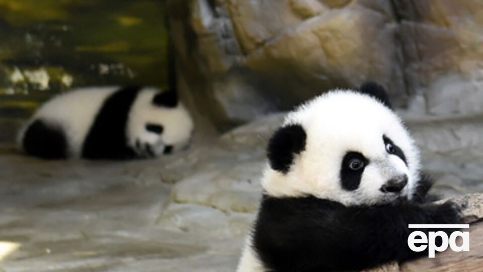 Большая панда является исчезающим видом, характеризующимся постоянно уменьшающимся размером популяции и низким уровнем рождаемости