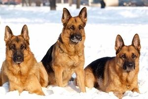 Будущие помощники бойцов АТО