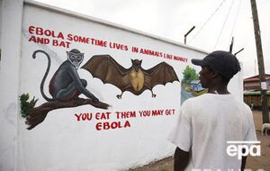 Эбола передается людям от животных, которые могут являться носителями вируса