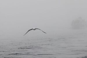 Переправу окутал густой туман