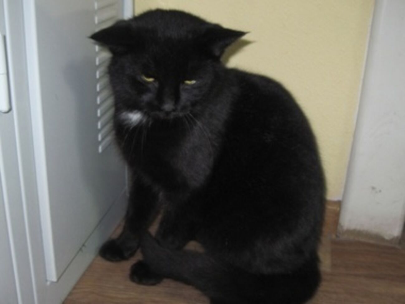 За любовь к колбасе сотрудники приюта дали коту кличку Балык