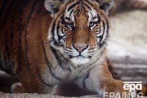 Амурские тигры находятся на грани вымирания