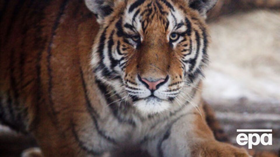 Амурские тигры находятся на грани вымирания