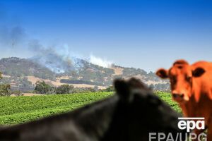 Более 100 человек госпитализированы, 32 дома и 125 пристроек были уничтожены пожарами