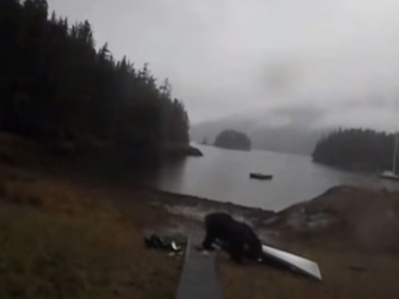 Медведь долго терзал байдарку, не реагируя на крики