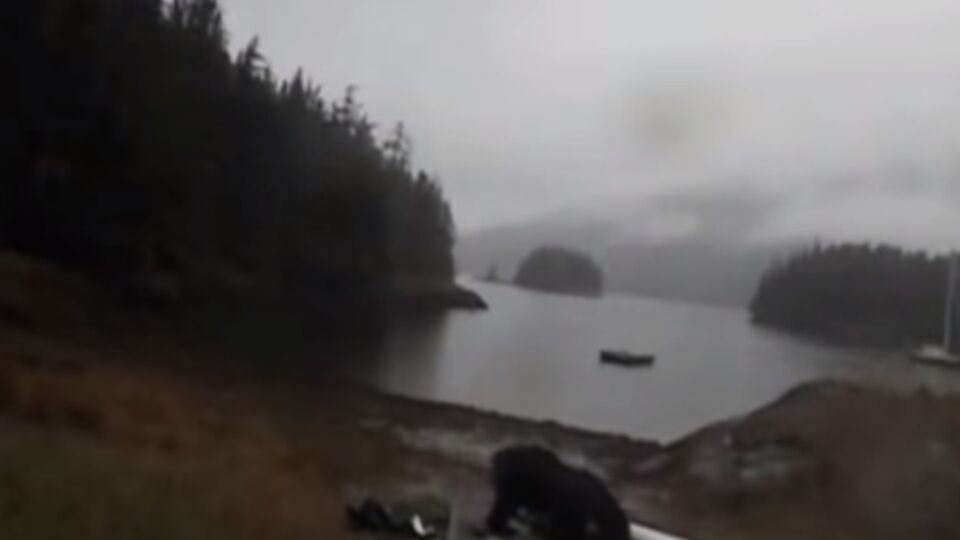 Медведь долго терзал байдарку, не реагируя на крики