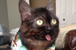 Хозяйка животного подбирает своему питомцу различные образы для фотосетов