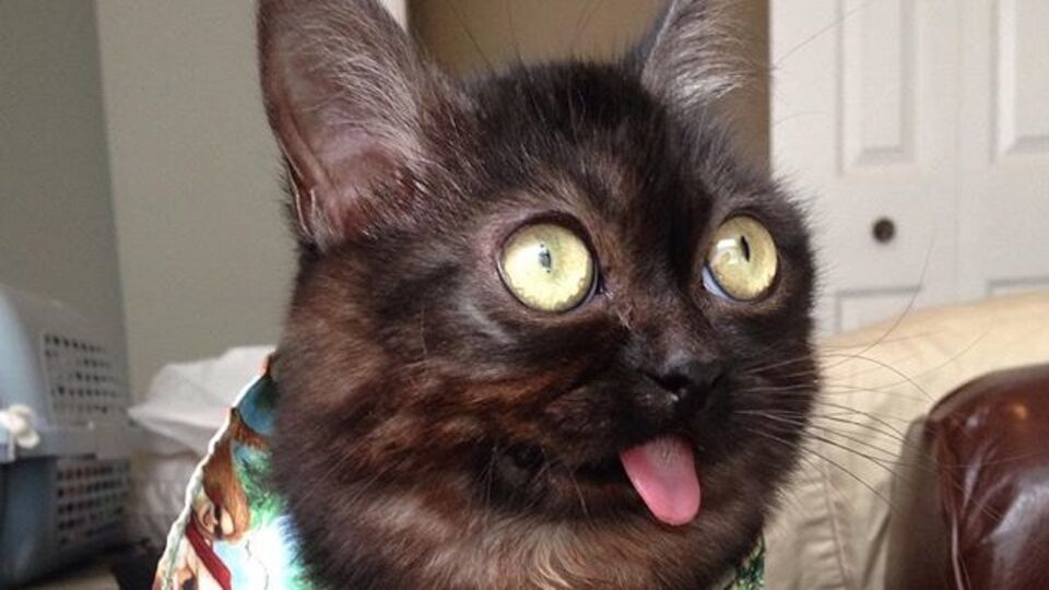 Хозяйка животного подбирает своему питомцу различные образы для фотосетов