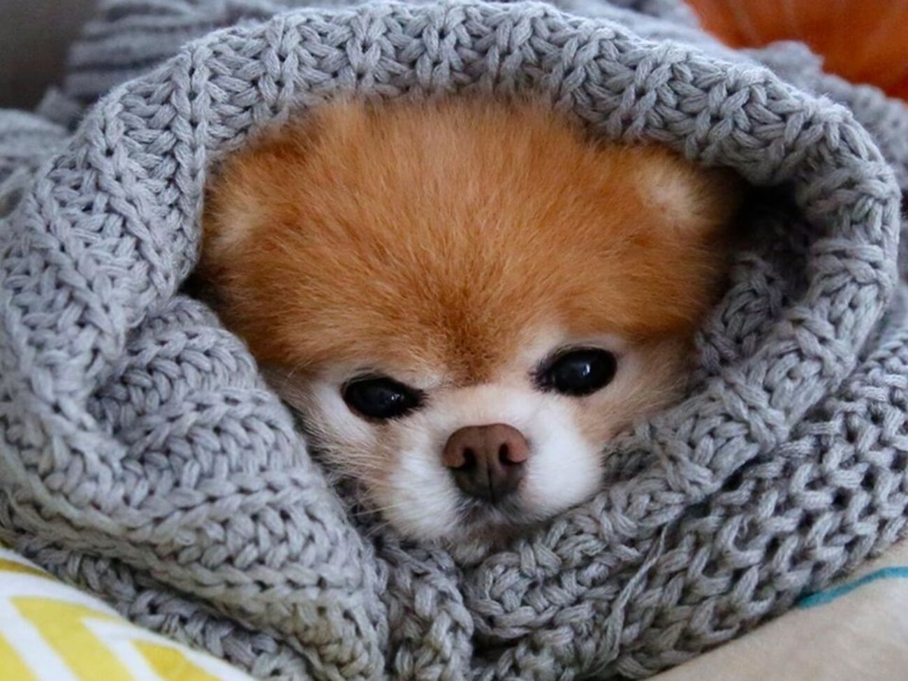 Шпиц Бу &ndash;&nbsp;самая знаменитая собака Сети. Его аккаунт на Facebook лайкнули 17,25 млн пользователей