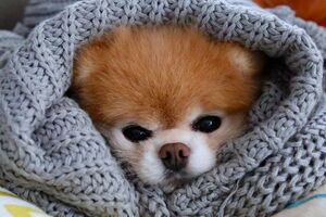 Шпиц Бу – самая знаменитая собака Сети. Его аккаунт на Facebook лайкнули 17,25 млн пользователей