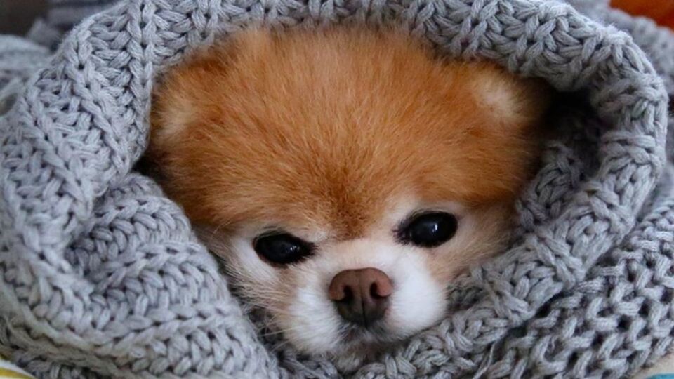 Шпиц Бу – самая знаменитая собака Сети. Его аккаунт на Facebook лайкнули 17,25 млн пользователей