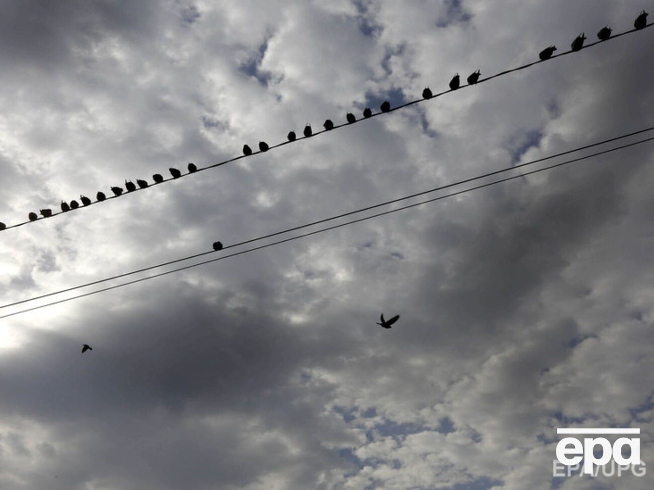 Петицию должен рассмотреть президент