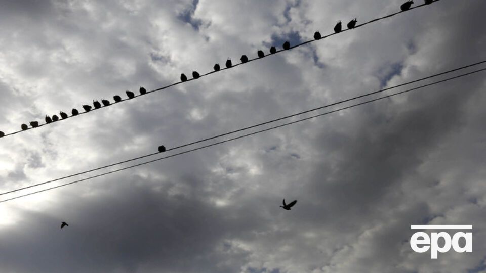 Петицию должен рассмотреть президент