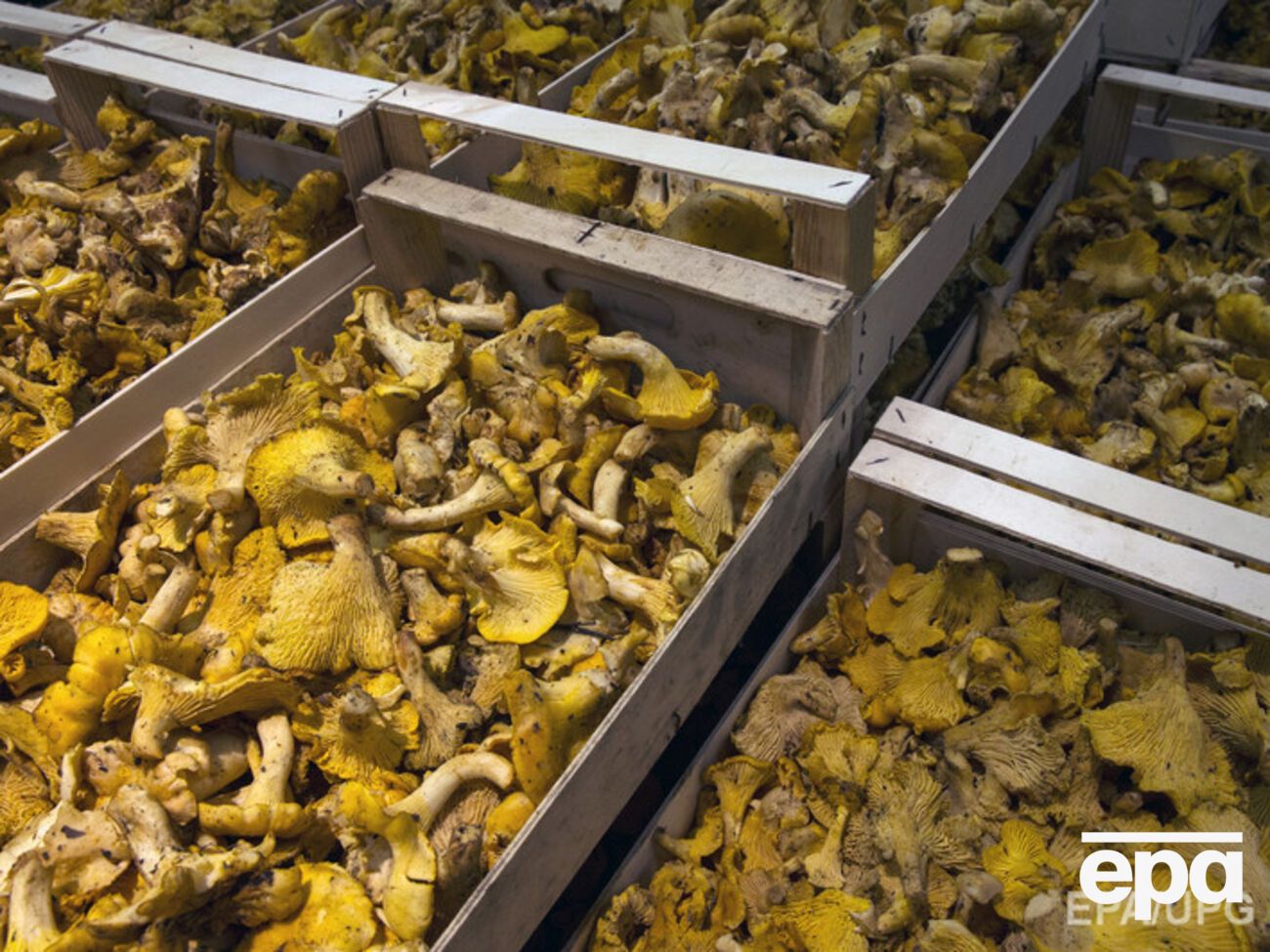 Крымчанам ограничат сбор грибов и ягод