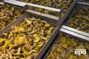 Крымчанам ограничат сбор грибов и ягод