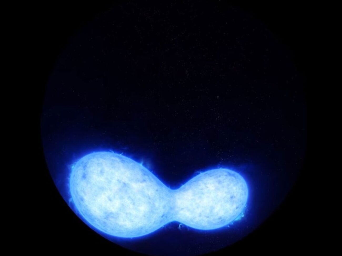 Ученые считают, что двойная звезда либо сольется в одну гигантскую звезду, либо образует двойную черную дыру