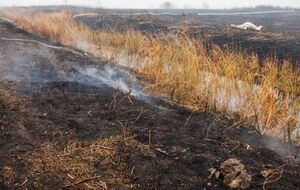 Спасатели продолжают тушить торфяники под Киевом