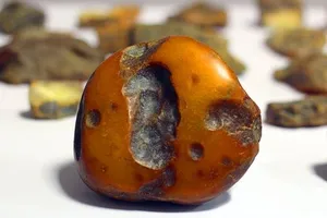 Среди найденного у злоумышленников янтаря имеются уникальные экземпляры