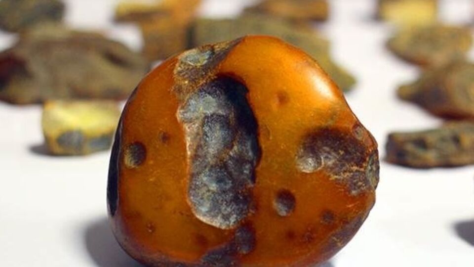 Среди найденного у злоумышленников янтаря имеются уникальные экземпляры