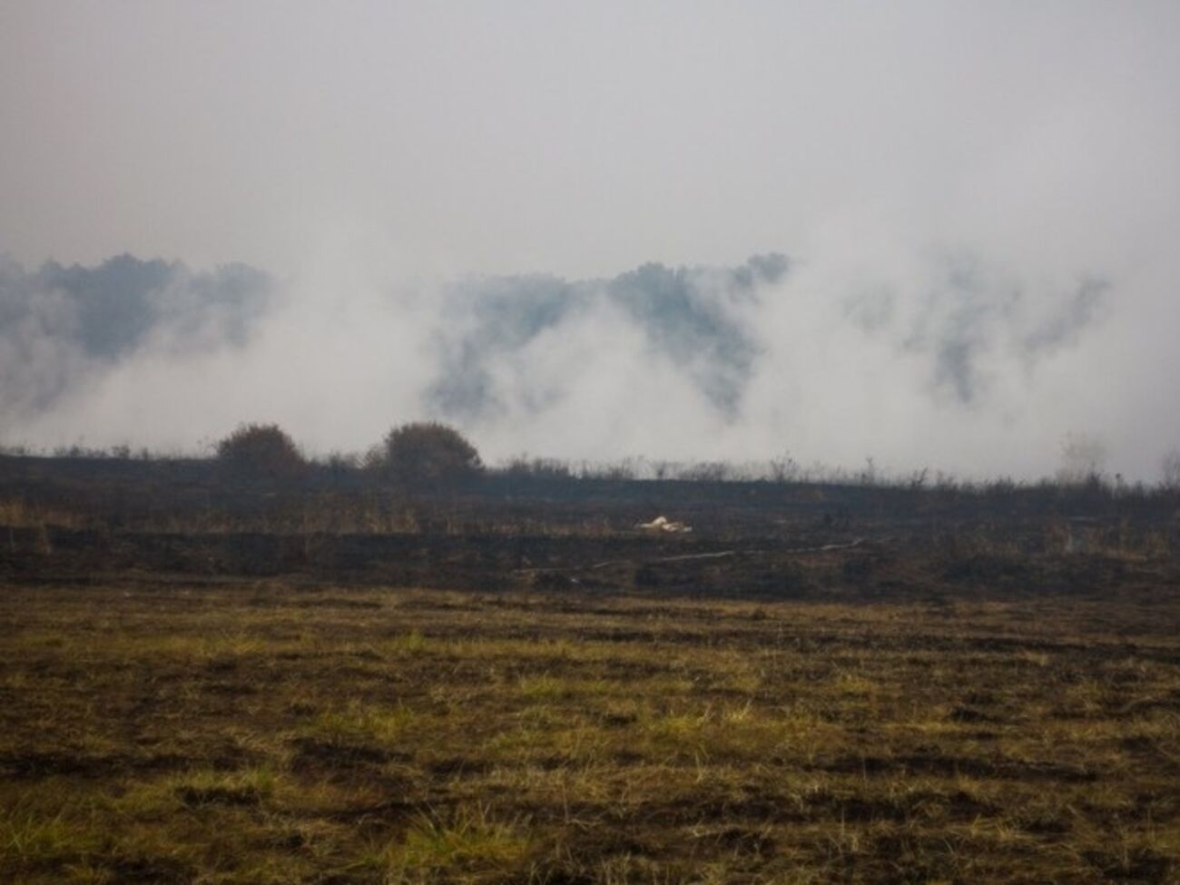 В пятницу часть Киева может затянуть дымом