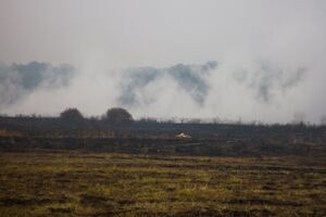 В пятницу часть Киева может затянуть дымом